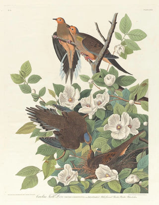 John James Audubon - Carolina turtle dove.webp