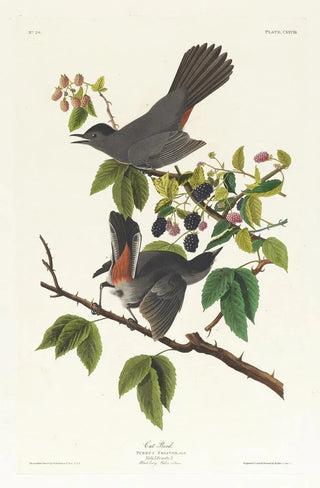 Mockingbird cat - John James Audubon — artwork view