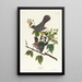 Mockingbird cat - John James Audubon — framed artwork on a wall