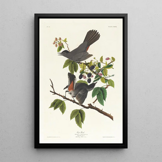 Mockingbird cat - John James Audubon — framed artwork on a wall