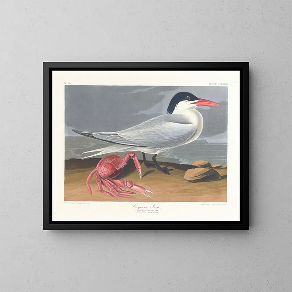 Cayenne dull - John James Audubon — framed artwork on a wall