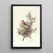 Jaseur des cèdres - John James Audubon — framed artwork on a wall