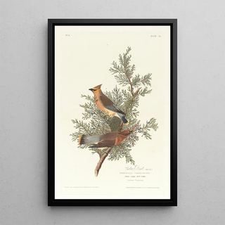 Jaseur des cèdres - John James Audubon — framed artwork on a wall