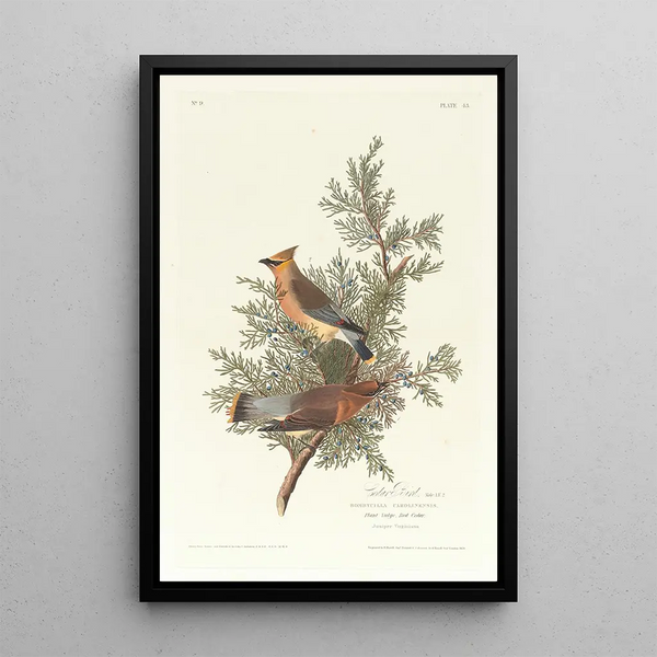 Jaseur des cèdres - John James Audubon — framed artwork on a wall