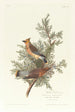 Jaseur des cèdres - John James Audubon — artwork view