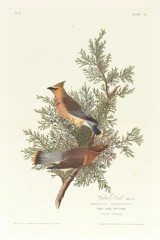 Jaseur des cèdres - John James Audubon — artwork view
