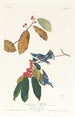 Blue-winged Warbler - John James Audubon — artwork view
