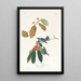 Blue-winged Warbler - John James Audubon — framed artwork on a wall