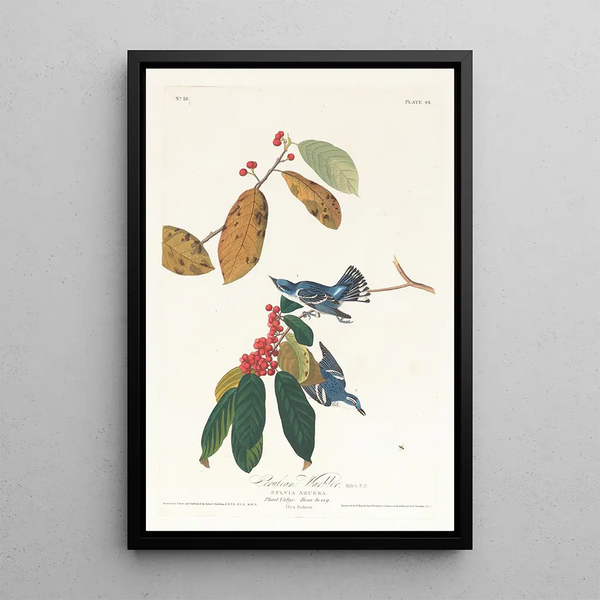 Blue-winged Warbler - John James Audubon — framed artwork on a wall