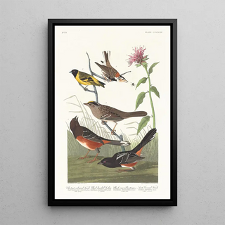 Pinson couleur châtaigne, Tarin à tête noire, Bruant à couronne noire, Bruant arctique - John James Audubon — framed artwork on a wall