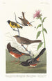 Pinson couleur châtaigne, Tarin à tête noire, Bruant à couronne noire, Bruant arctique - John James Audubon — artwork view