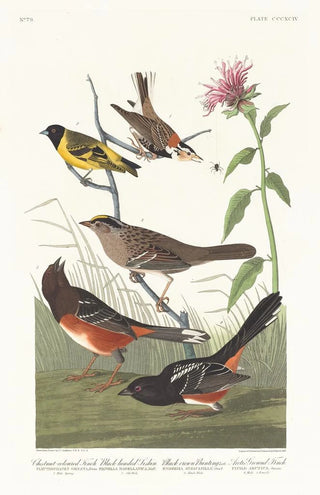 Pinson couleur châtaigne, Tarin à tête noire, Bruant à couronne noire, Bruant arctique - John James Audubon — artwork view