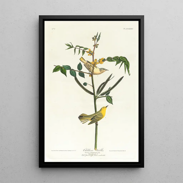 Paruline des enfants - John James Audubon — framed artwork on a wall