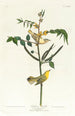 Paruline des enfants - John James Audubon — artwork view