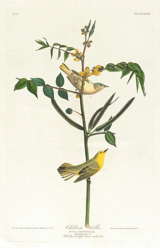 Paruline des enfants - John James Audubon — artwork view