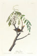 Bruant familier - John James Audubon — artwork view
