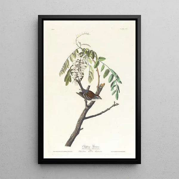 Bruant familier - John James Audubon — framed artwork on a wall