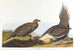 Coq des plaines - John James Audubon — artwork view
