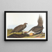 Coq des plaines - John James Audubon — framed artwork on a wall