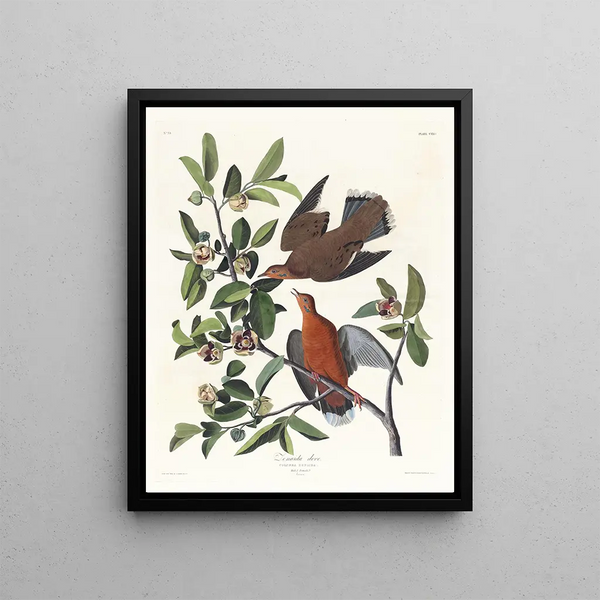 Columba zenaida - John James Audubon — framed artwork on a wall
