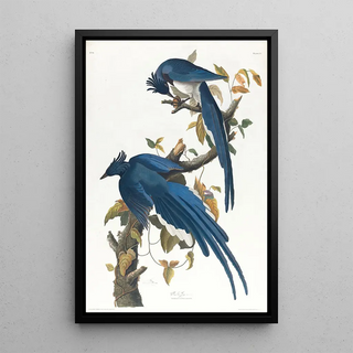Geai de Colombie - John James Audubon — framed artwork on a wall