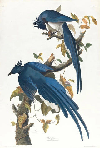 Geai de Colombie - John James Audubon — artwork view