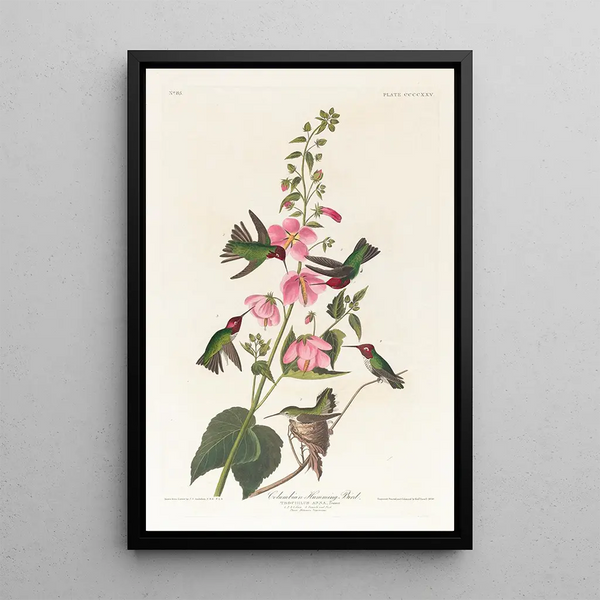 Colibri de Colombie - John James Audubon — framed artwork on a wall