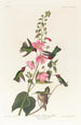 Colibri de Colombie - John James Audubon — artwork view