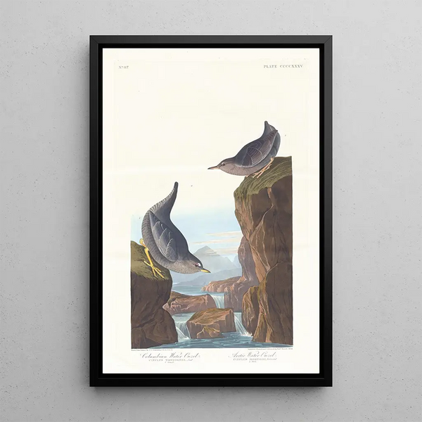 Cincle plongeur de Colombie - John James Audubon — framed artwork on a wall