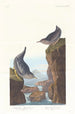 Cincle plongeur de Colombie - John James Audubon — artwork view