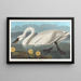Swan of America - John James Audubon — framed artwork on a wall