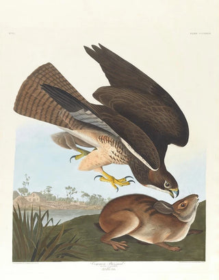 John James Audubon - Common buzzard.webp