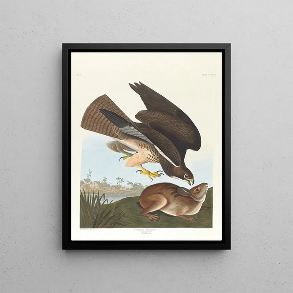 Variable Buse Painting - John James Audubon — framed artwork on a wall