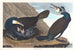 the Great Cormorant - John James Audubon — artwork view