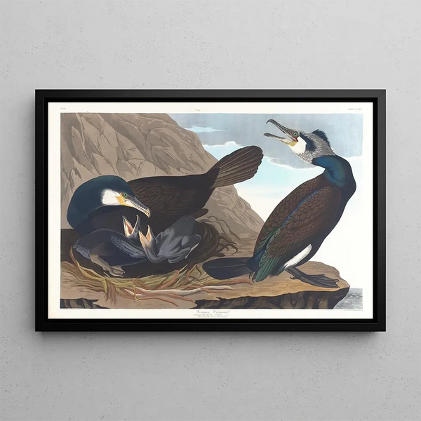 the Great Cormorant - John James Audubon — framed artwork on a wall