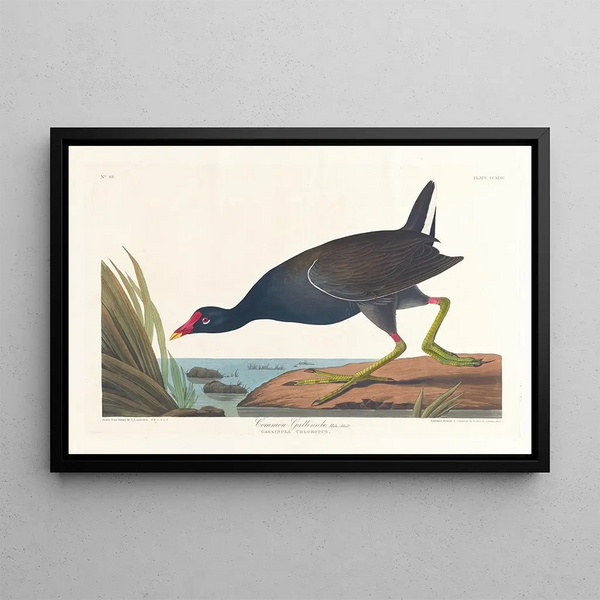 an adult male American coot - John James Audubon — framed artwork on a wall