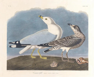 Goéland cendré - John James Audubon — artwork view