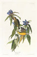 Connecticut Warbler Painting - John James Audubon — artwork view