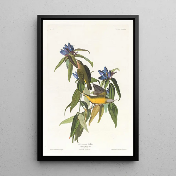 Connecticut Warbler Painting - John James Audubon — framed artwork on a wall