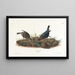 Vacher - John James Audubon — framed artwork on a wall