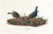 Vacher - John James Audubon — artwork view