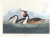 Grebe - John James Audubon — artwork view