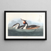 Grebe - John James Audubon — framed artwork on a wall