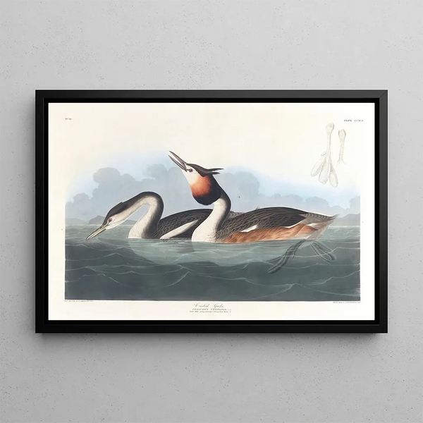 Grebe - John James Audubon — framed artwork on a wall