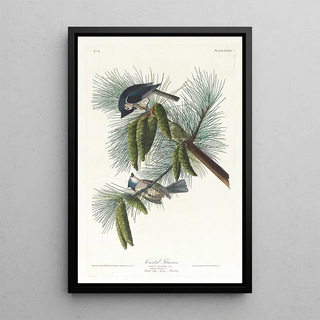 Mésange huppée - John James Audubon — framed artwork on a wall