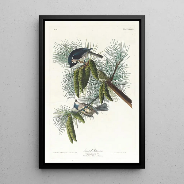 Mésange huppée - John James Audubon — framed artwork on a wall