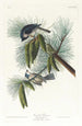 Mésange huppée - John James Audubon — artwork view