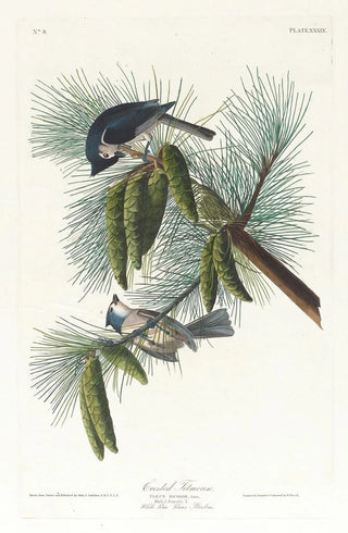 Mésange huppée - John James Audubon — artwork view