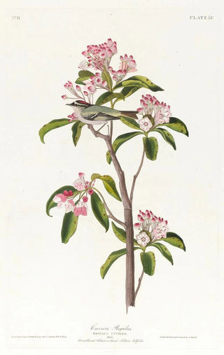 Régulus de Cuvier - John James Audubon — artwork view