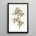 Régulus de Cuvier - John James Audubon — framed artwork on a wall